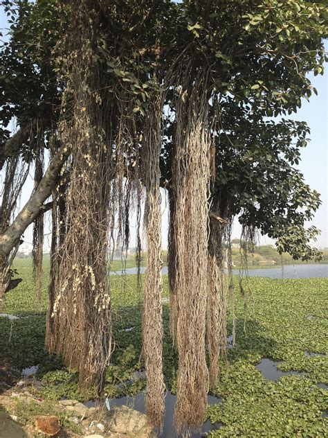An Amazing Bargad Tree Surrounded By Water Hyacinths