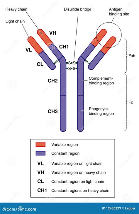 Anatomy Of An Antibody Stock Vector Illustration Of Antibody 12436223