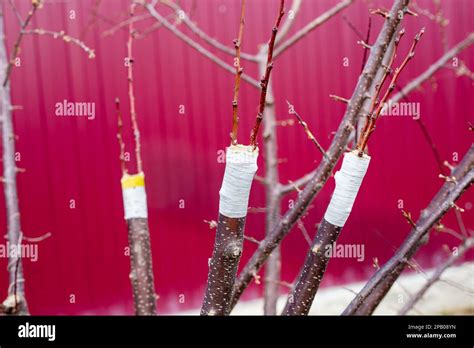 Grafting Of Fruit Trees By Split Grafting Method Tree Branches With