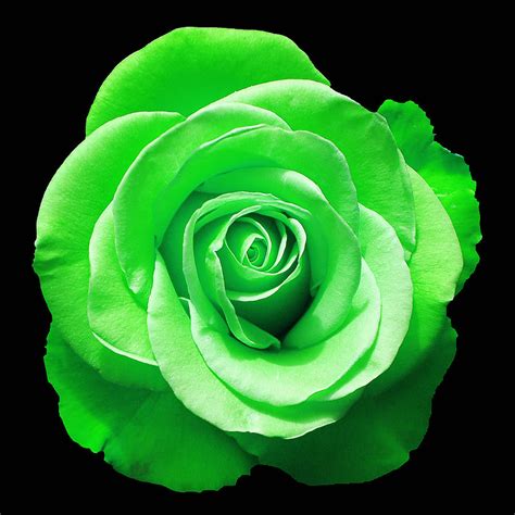 Meaning Green Rose Magicbluerose