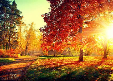 Autumn Forest Fall Sun Woods Trees Sunrays Autumn Splendor