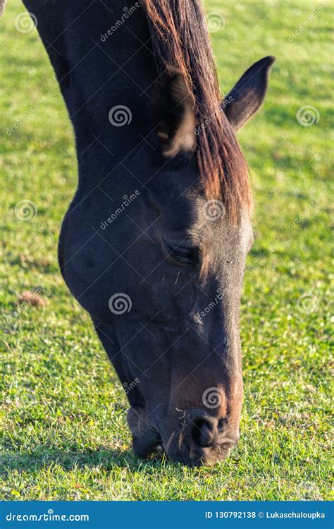 Detail Of Brown Horse Head Eating Grass Stock Photo Image Of Closeup
