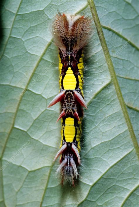 Morpho Butterfly Larva Stock Image Z3551150 Science Photo Library