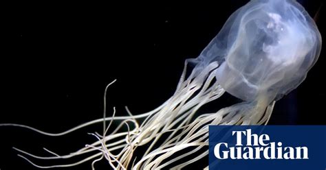 Teenager Dies After Box Jellyfish Sting At Queensland Beach