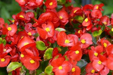 How To Care For Begonias Hunker
