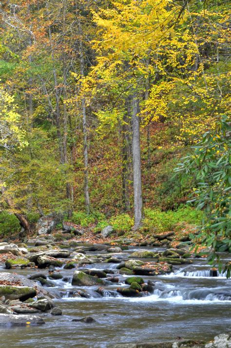 Deep Creek In The Great Smoky Mountains National Park Fall 2013