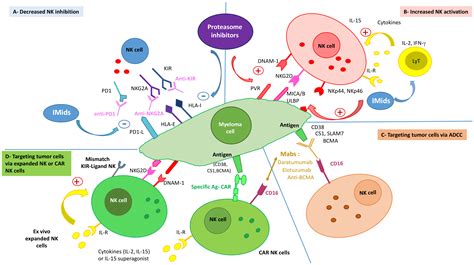 Hemato Free Full Text Role And Modulation Of Nk Cells In Multiple Myeloma