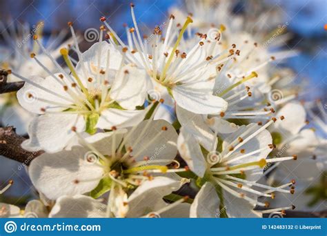 Macro Shot Of Wild Fruit Tree Blossoms Stock Photo Image Of Forest