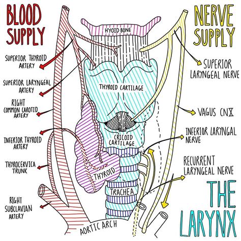 The Larynx Blood And Nerve Supply Medschoollife Medicalstudent