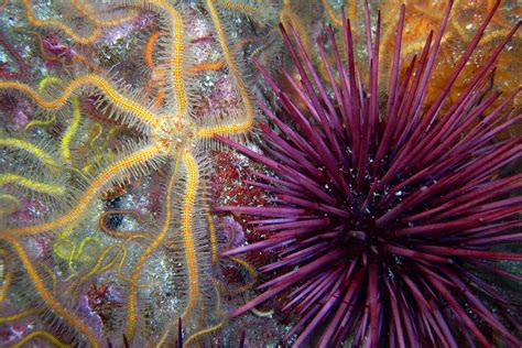 2 Classes Of Echinoderms What Are The Main Characteristics Of