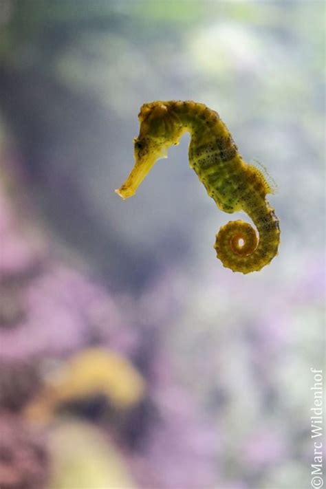 Oceanographic Seepferdchen Seahorse By Marc Wildenhof Beautiful