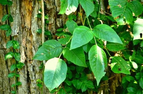 Poison ivy is most known for its bunches of three leaves, which lends to the expression leaves of three, let them be. this is an easy way to. Poison Ivy: How It Spreads and How To Manage It - Peraza ...