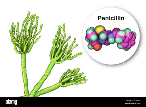 Penicillium Fungus And Molecule Of Penicillin Antibiotic Computer