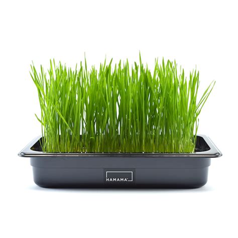 Harvest the grass when it's about 6 to 7 in (15 to 18 cm) tall. Grow Kit | Growing wheat grass, Wheat grass, Growing ...