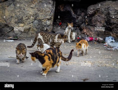 Alley Of The Cats High Resolution Stock Photography And Images Alamy