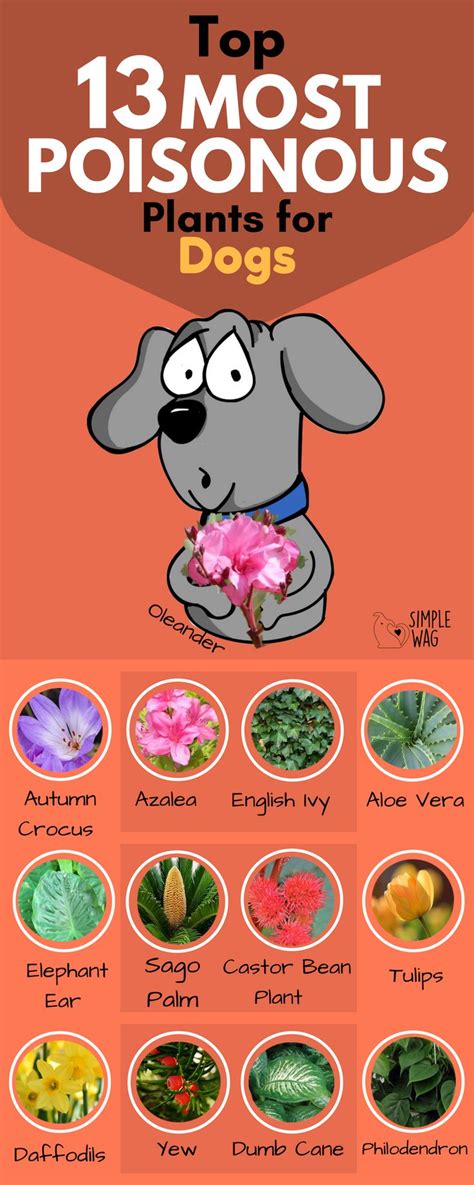 Flowers toxic to dogs with pictures. 190 best images about Pet Poison on Pinterest | Dog care ...