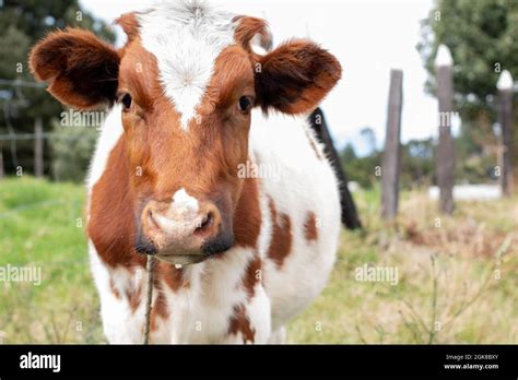 White dairy cow with brown spots looking at the camera from the front
