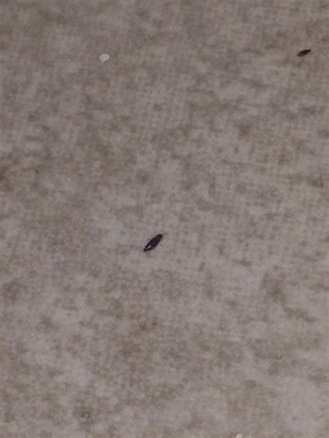 Identifying Tiny Black Bugs Thriftyfun