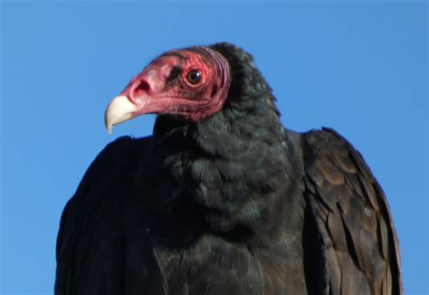 B805 Turkey Vulture Turkey Vultures Seen Along The America Flickr