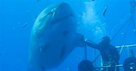 Is This The Biggest Great White Shark Ever Filmed Gigantic Beast
