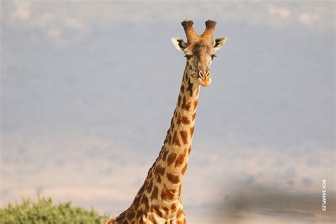 Giraffe Thomson Safaris