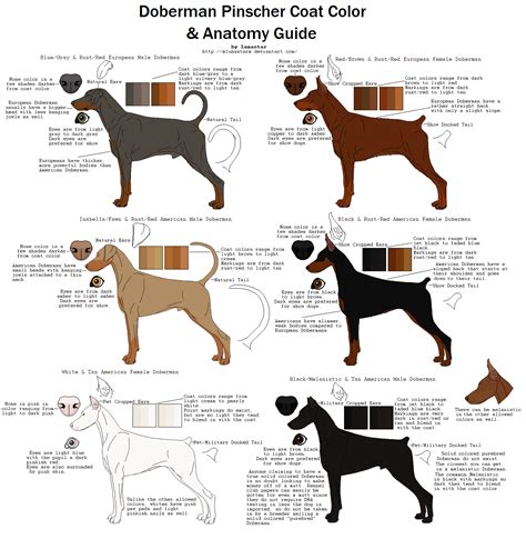 Doberman Pinscher Coat Color And Anatomy Guide By Xlunastarx Doberman