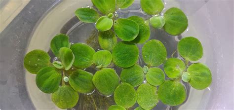 Since water lettuce is a floating plant it can be removed by rodeo herbicide is extremely effective at killing water lettuce at its roots and preventing it from. Floating Plants for Shrimp Tanks | Shrimp Science