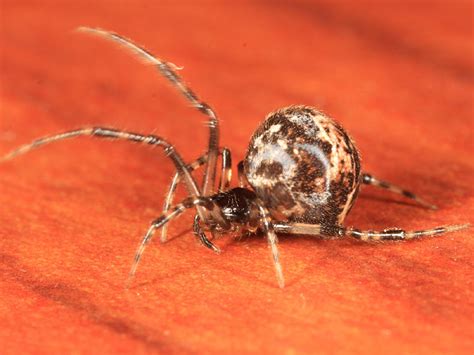 Common House Spider Parasteatoda Tepidariorum Photo Tom Murray