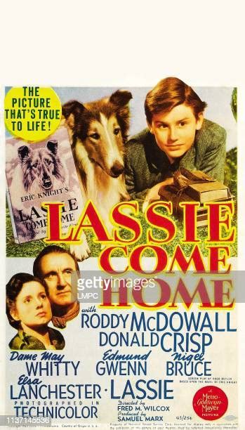 Lassie Come Home Photos And Premium High Res Pictures Getty Images