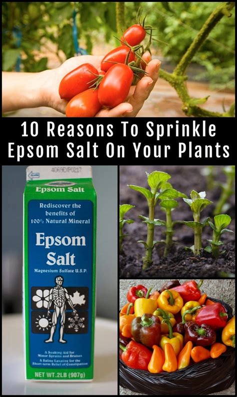 10 Incredible Epsom Salt Uses For Your Plants And Garden