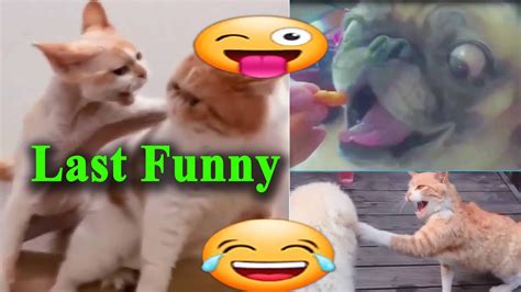 Try Not To Laugh Funny Motion Funny Animal Compilation 2020 Youtube