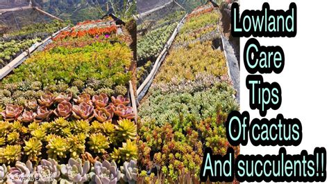 Where i bought my succulents? Paano mag alaga ng cactus at succulents galing Benguet ...