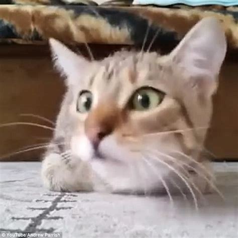 Youtube Video Shows Kitten Getting Scared Wathing Horror Movie Psycho