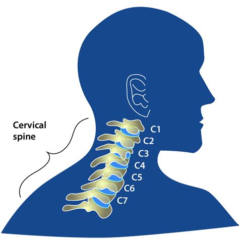 14 The Cervical Spine C1 C7 That Supports The Neck Download