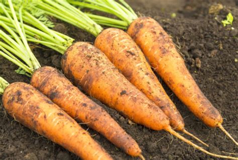 Carrot Varieties What Are The Most Popular Varieties Of Carrot