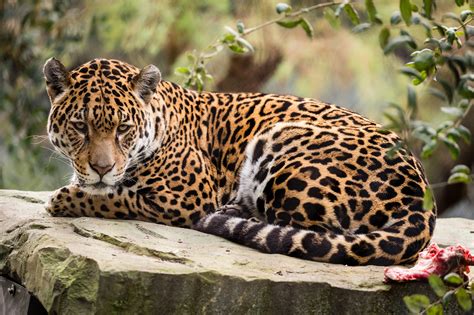 Jaguar Hd Wallpaper Background Image 2048x1365 Id