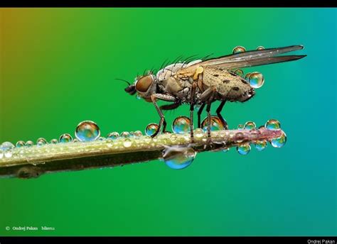 Dew Soaked Bugs Are Small Monsters In Ondrej Pakans Macro Photo