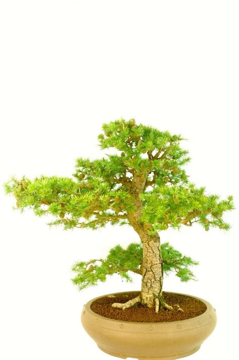 Powerful Mature European Larch Outdoor Bonsai Tree for sale in the UK