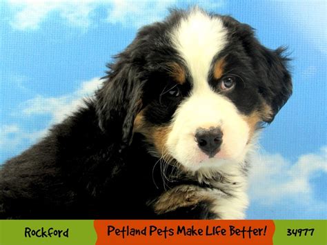33 Bernese Mountain Dog Puppies For Sale Chicago Pic Bleumoonproductions