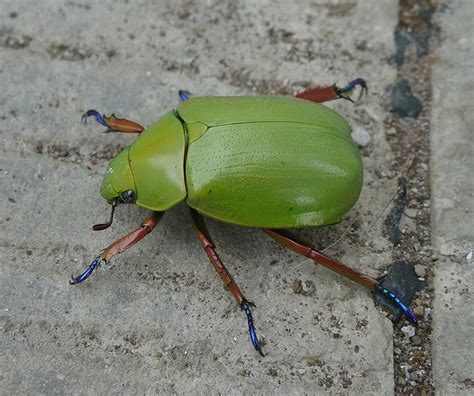 Large Green Beetle Chrysina Macropus A Photo On Flickriver