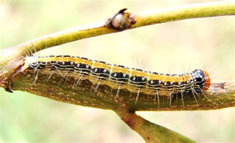 Green Caterpillar With Black And Yellow Stripes