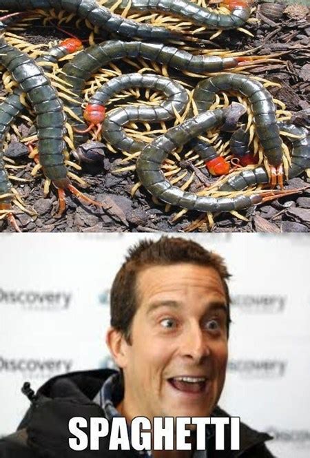 Easily add text to images or memes. 24 Bear Grylls Memes That Are Just So Hilarious ...