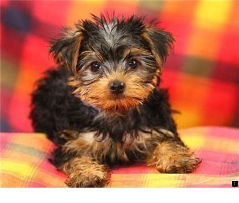Our Web Miniature Yorkshire Terrier Yorkshire Terrier Puppies