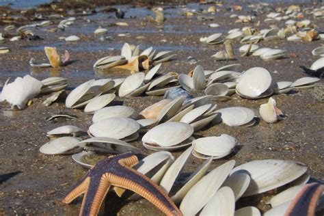Attention Shellers Outer Banks Beaches Blanketed In Seashells