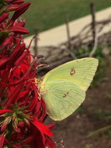 Little Yellow Butterflies Abound Preservation Parks Of Delaware County