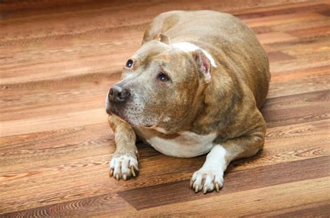 How To Put Your Fat Pitbull Back On Track