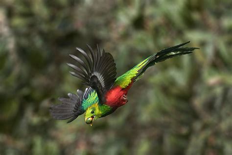 Resplendent Quetzal In Flight Jim Zuckerman Photography And Photo Tours
