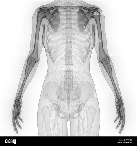 Skeletal Limbs Black And White Stock Photos And Images Alamy