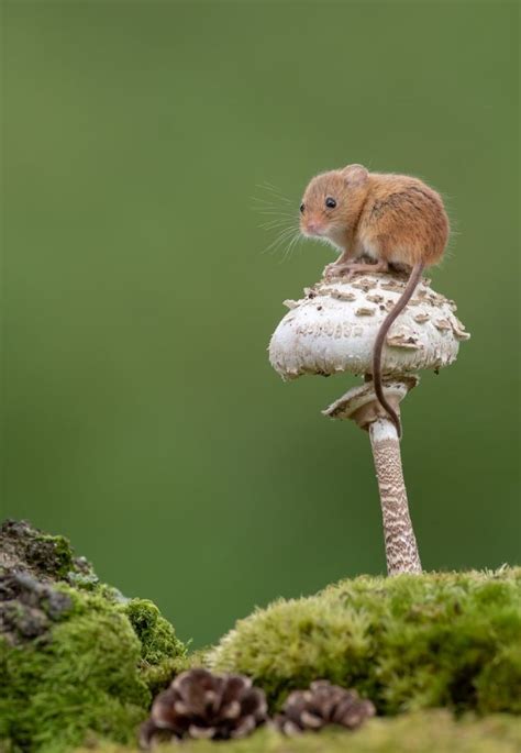 Adorable Photos Of Tiny Harvest Mice Joyfully Playing In Nature