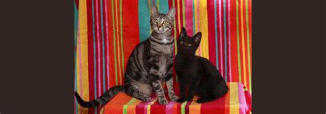 *savannah cat is defined as (a) a savannah with tica registration; Savannah Cat Rescue — Caring for the Savannah Cat Breed